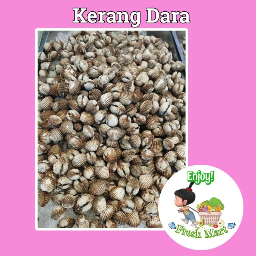 Kerang Dara fresh