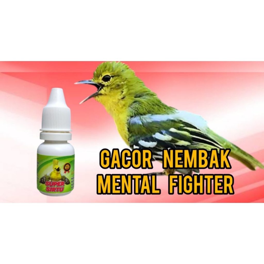 super sirtu penggacor seketika sirtu bahan dan macetan terbaik buat penggacor burung sirtu cipow