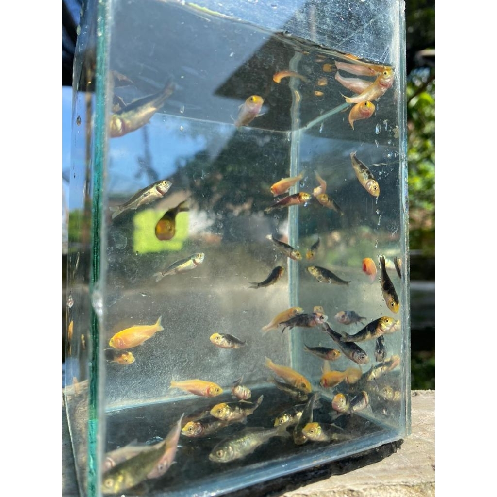 Baby Ikan Koi Kohaku,sanke,showa isi 5