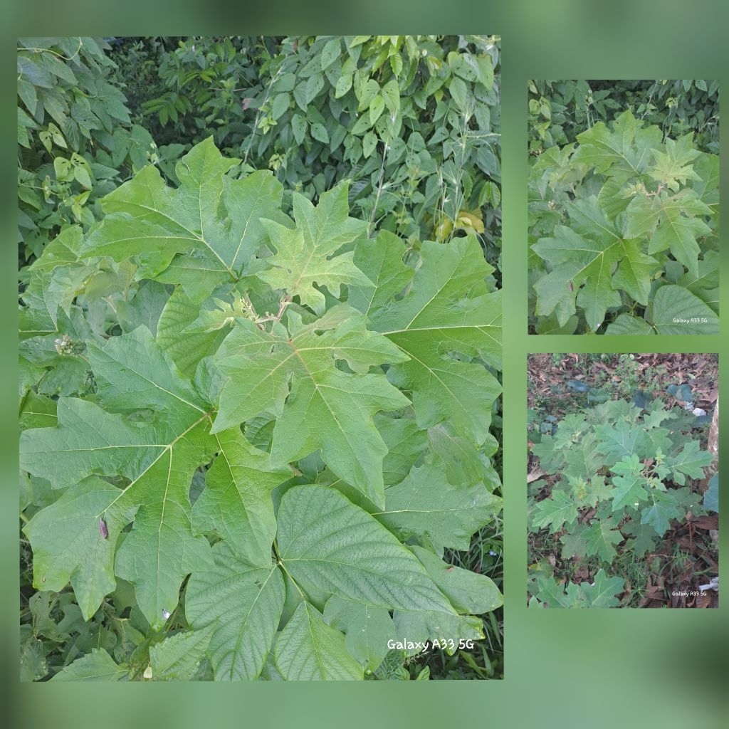 Terong Pipit / Takokak / campokak