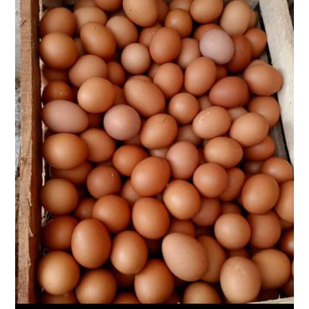 TELUR AYAM NEGRI 1KG | TELUR AYAM