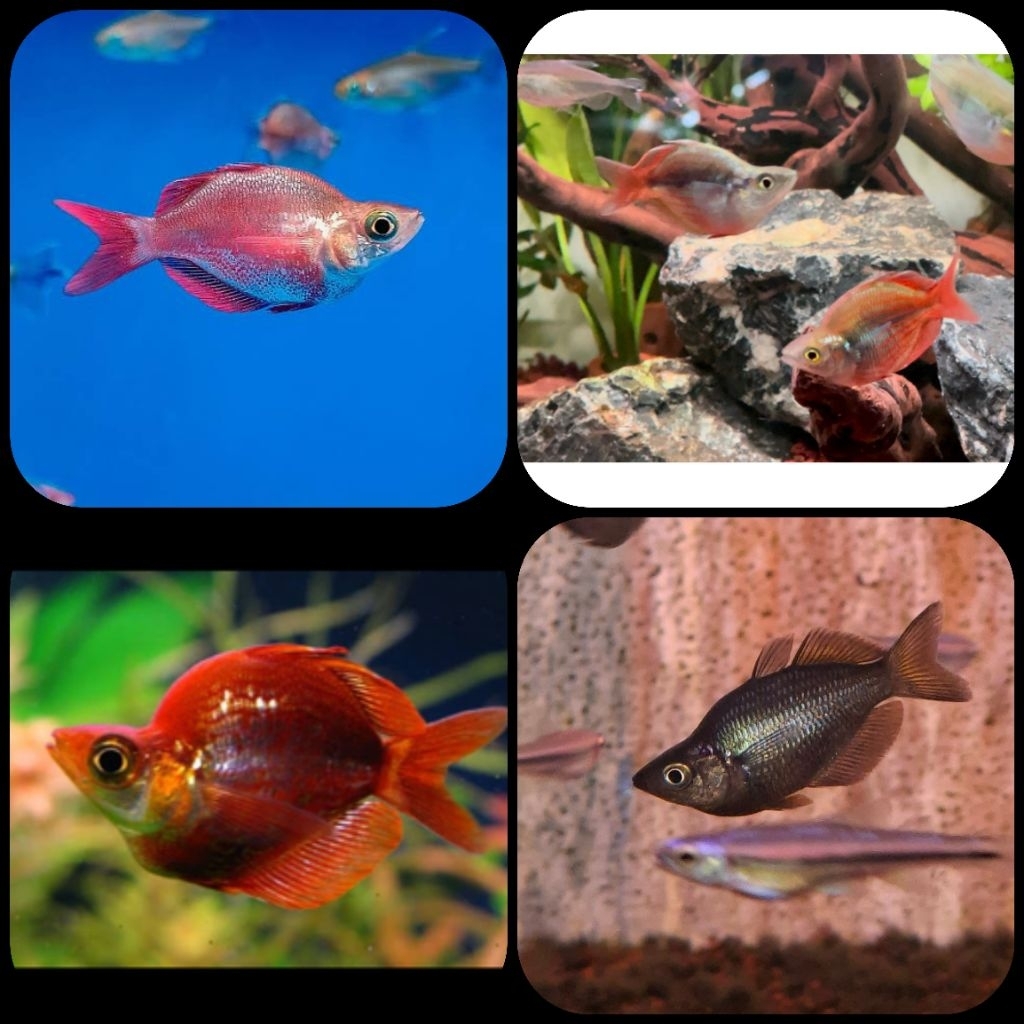 ikan hias red rainbow balon untuk aquarium dan aquascape