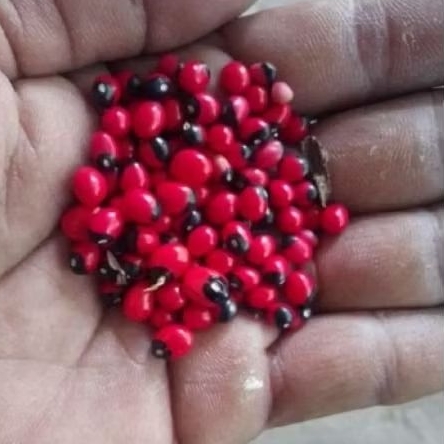 25 pcs biji saga/sogok tunteng