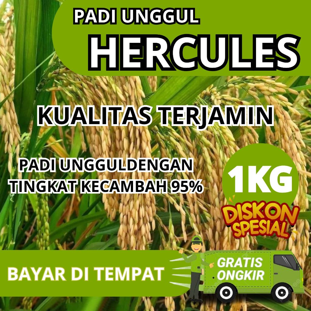 Benih padi herkules ( GHG ) kemasan 1kg padi genjah bobot mantap