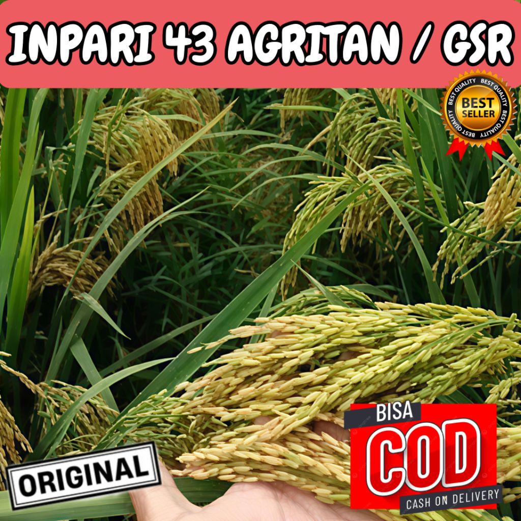 Bibit Benih Padi Inpari 43 AGRITAN /GSR Berkualitas Unggul Kualitas Premium Kemasan 5kg