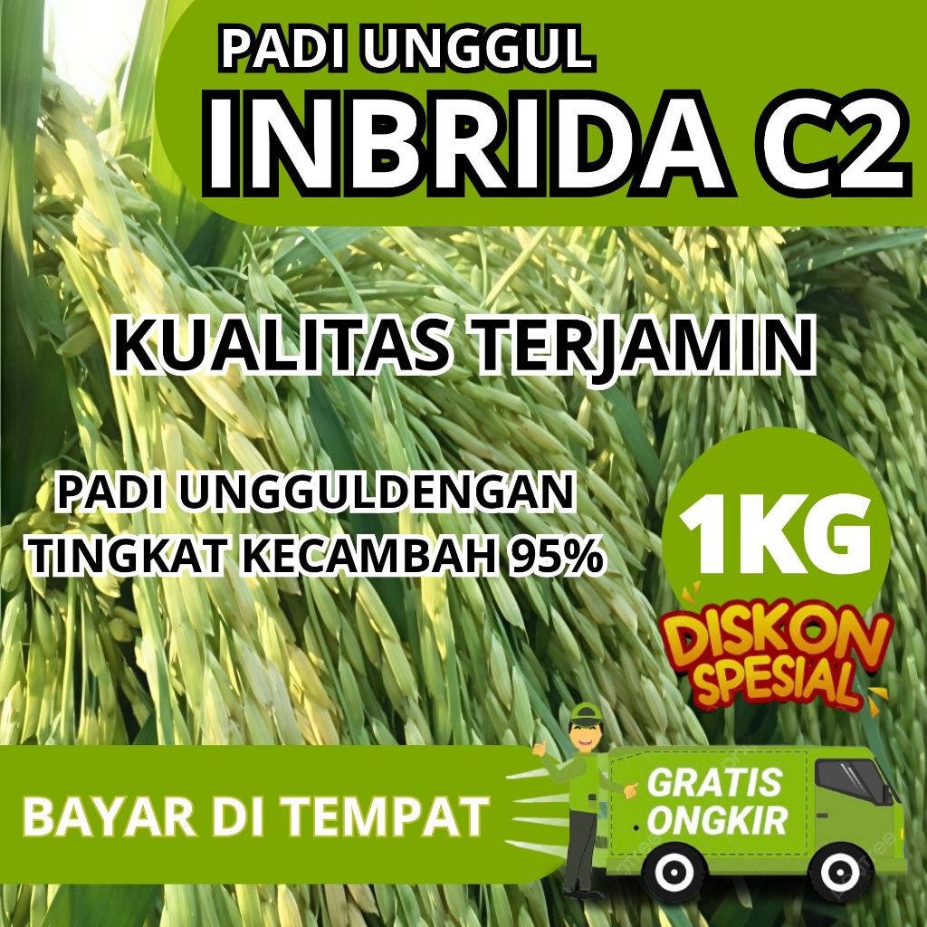 Benih Padi Inbrida C2 Premium 1kg Original Pulen
