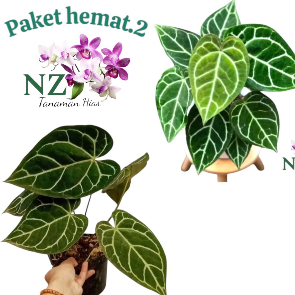 PROMO Paket 2 Kuping gajah daun besar/ paket 2 tanaman hidup kuping gajah daun besar