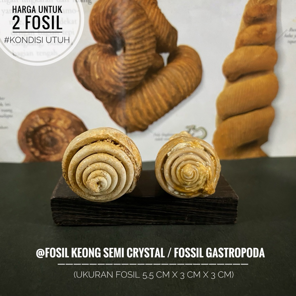Fosil Keong Purba Semi Crystal A34 atau Fosil Gastropoda atau Fosil Kol Buntet Alam atau Fossil Snai