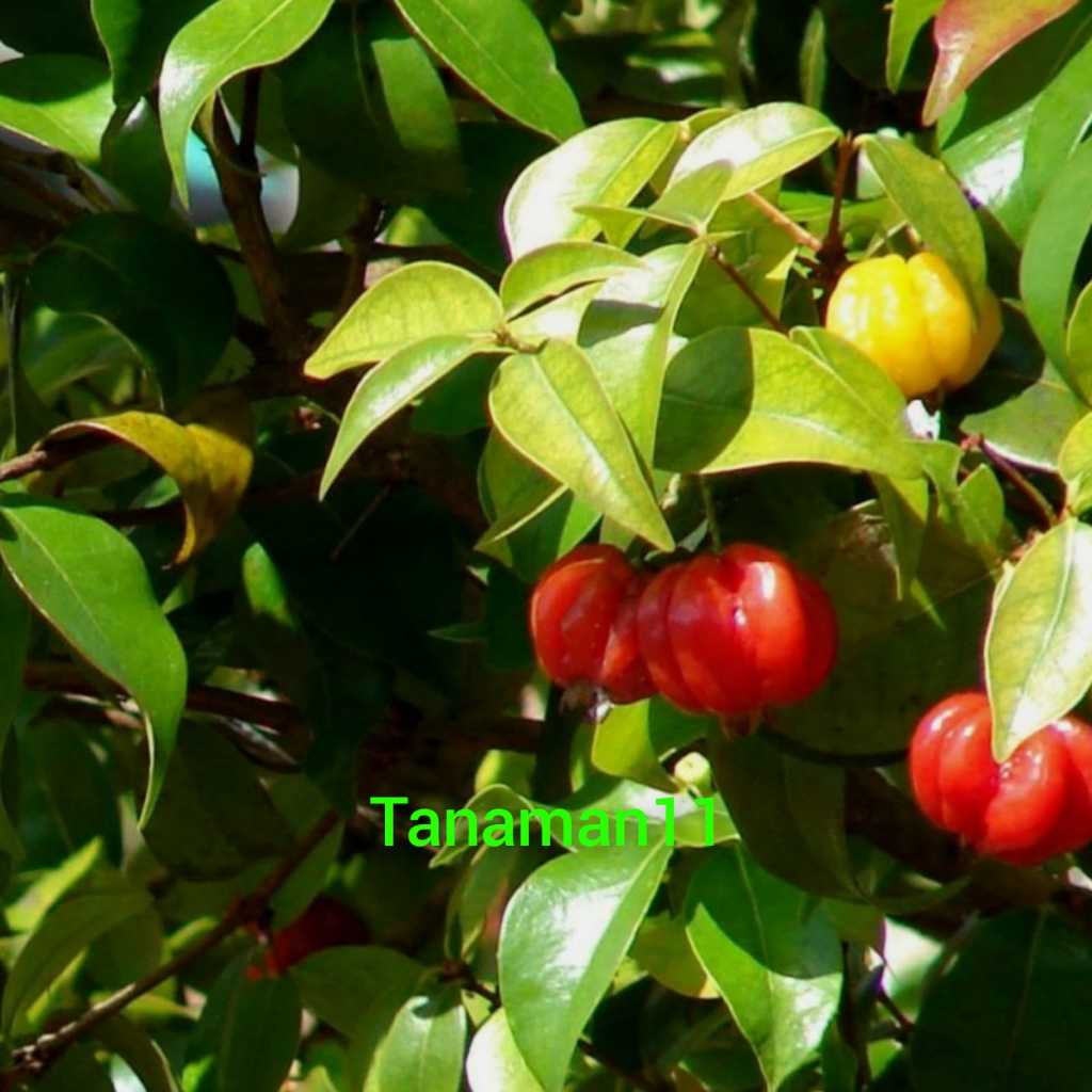 Tanaman cermai buah merah tinggi -+ 60 cm