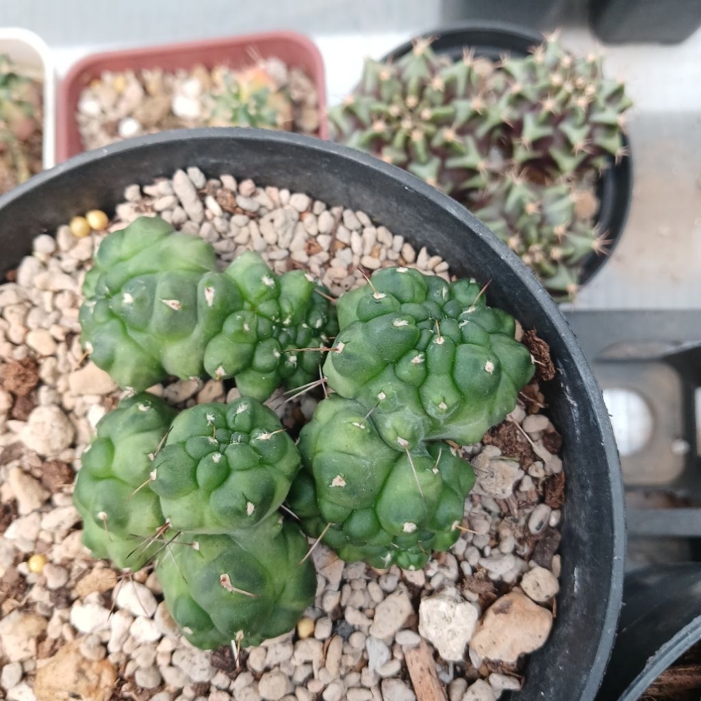 Gymnocalycium Kikko cv Ball Type (khusus potelan crested/kristata) | Kaktus