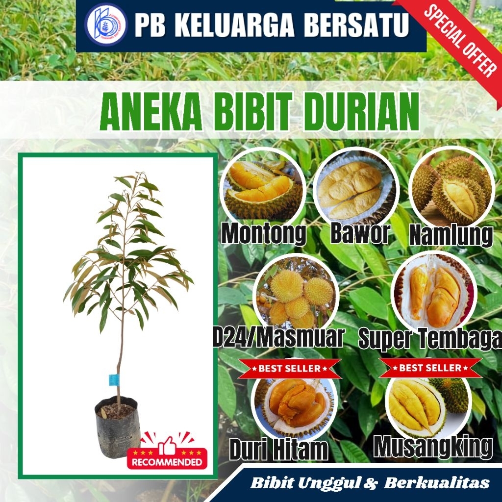 Bibit Tanaman Durian Super Unggul Hasil Okulasi PembibitanKeluargaBersatu