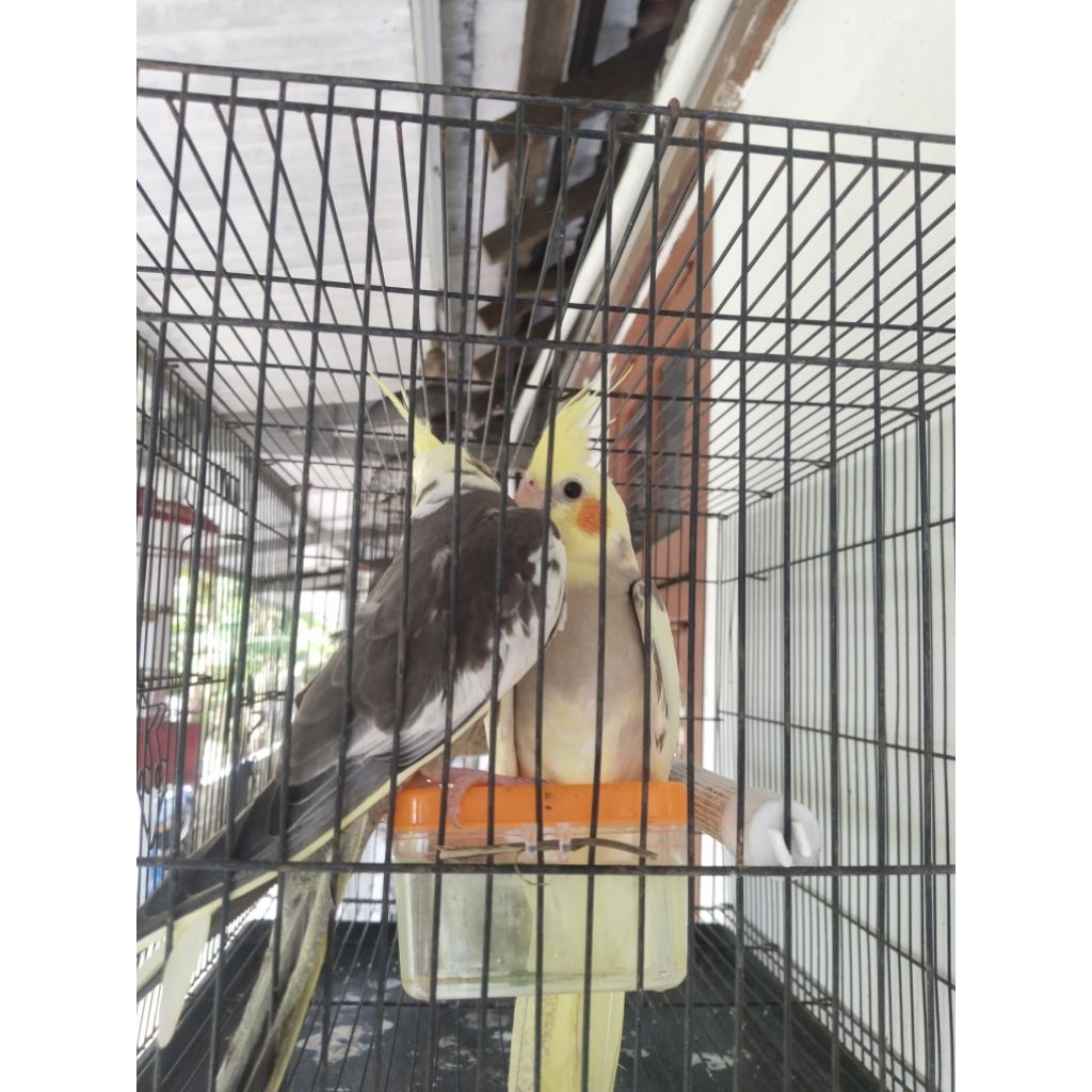 Sepasang Falk cerah ( sesuai gambarnya)