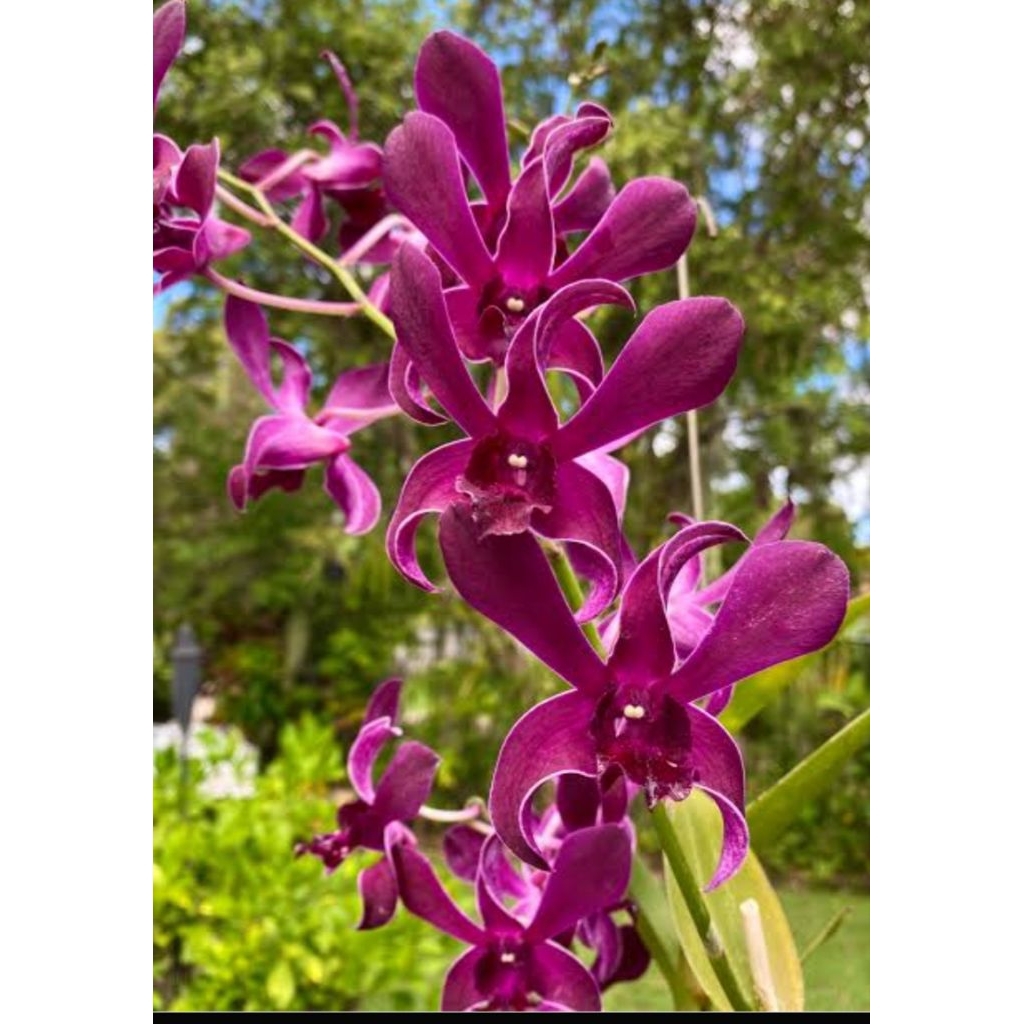 Anggrek dendrobium Caesar Red