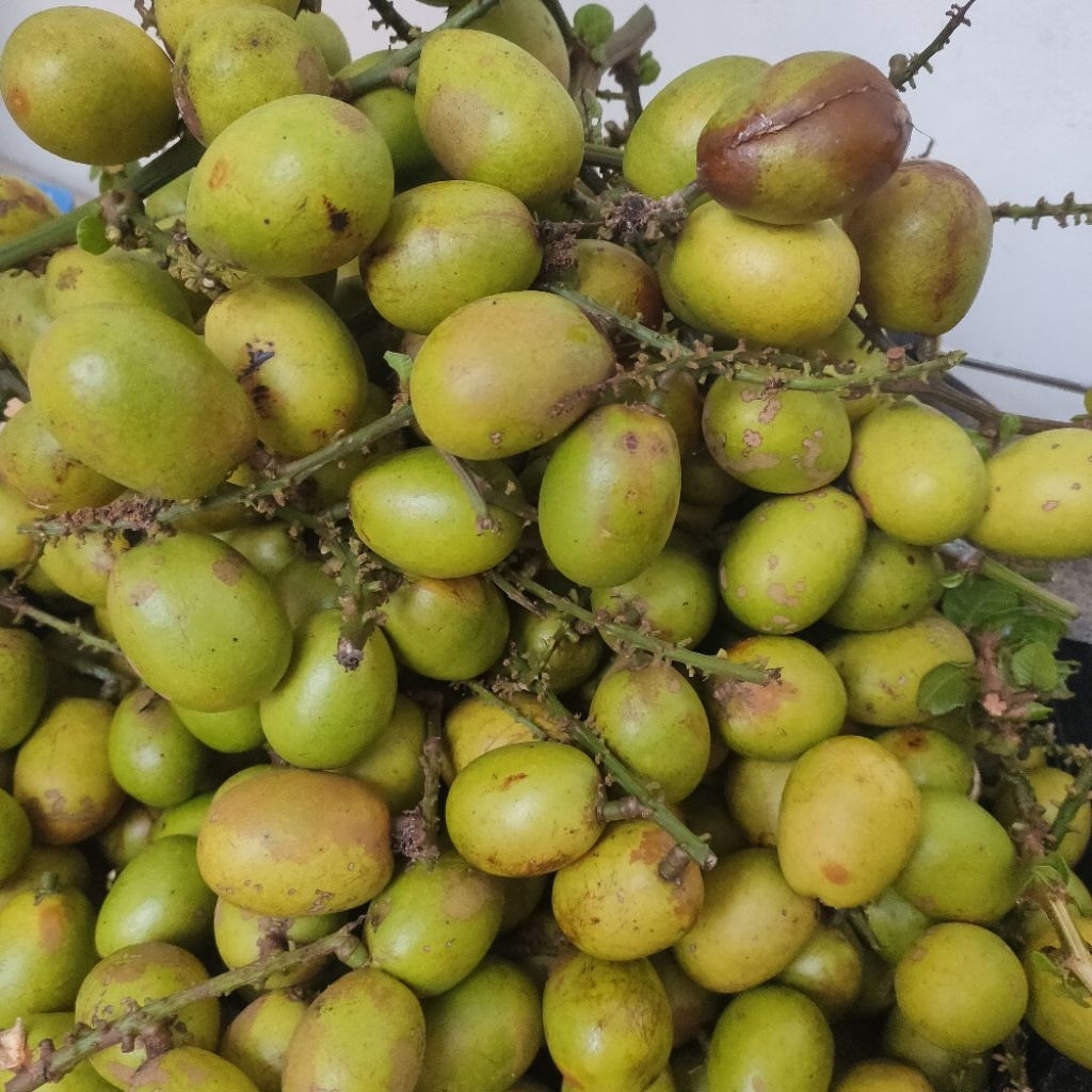 buah matoa hijau