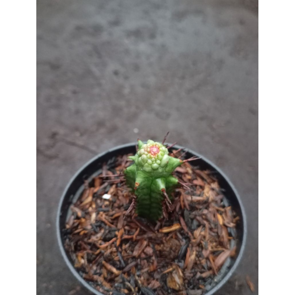 euphorbia horrida monstrose