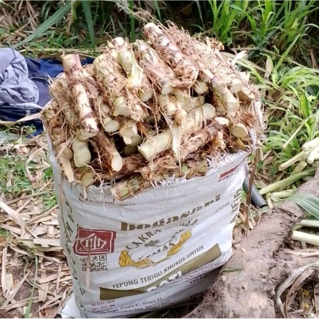 Bibit rumput odot paket 32 kilo kondisi siap tanam di rumah