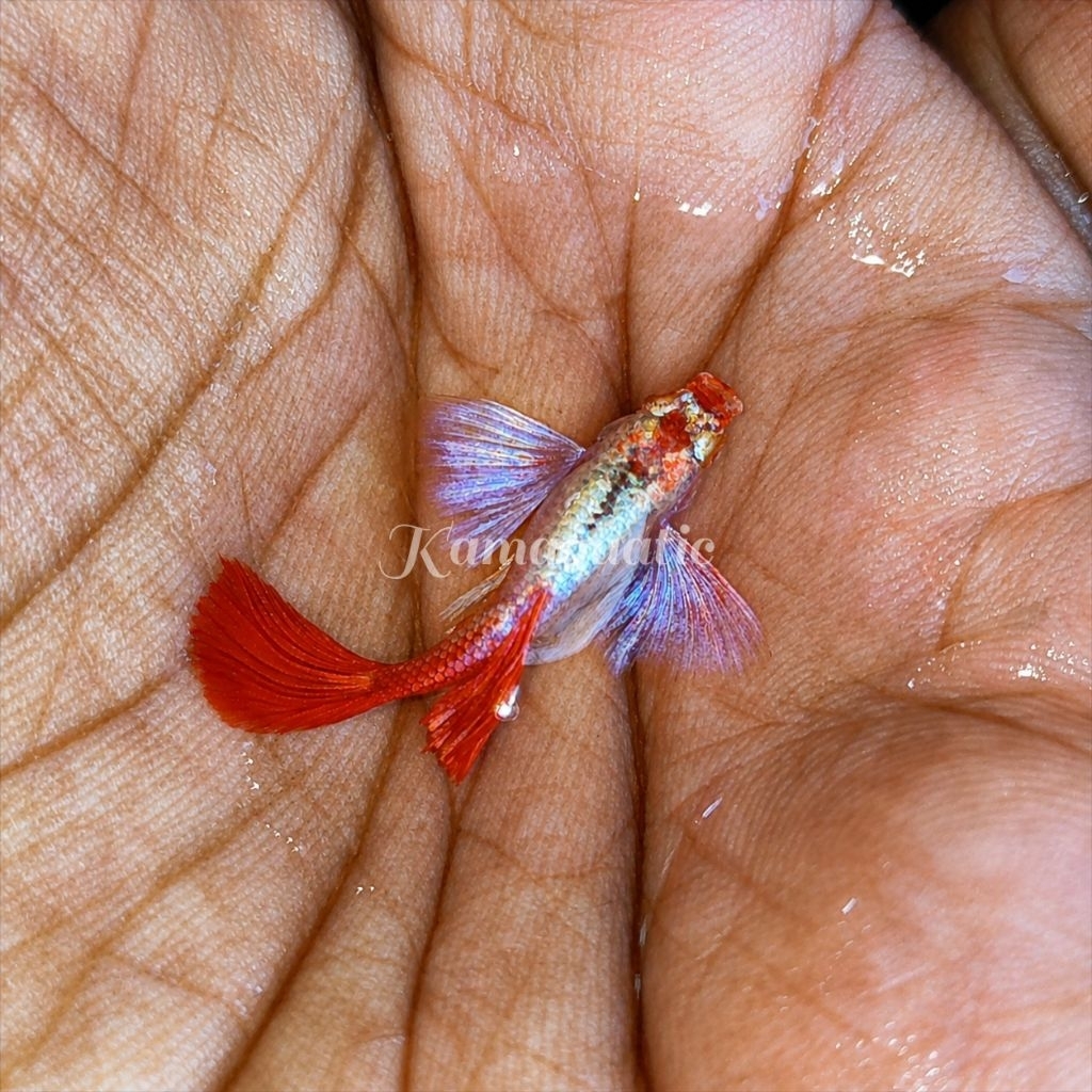 Extra Packing Styrofoam Kardus | GUPPY ALBINO PRTDE | Kamaquatic