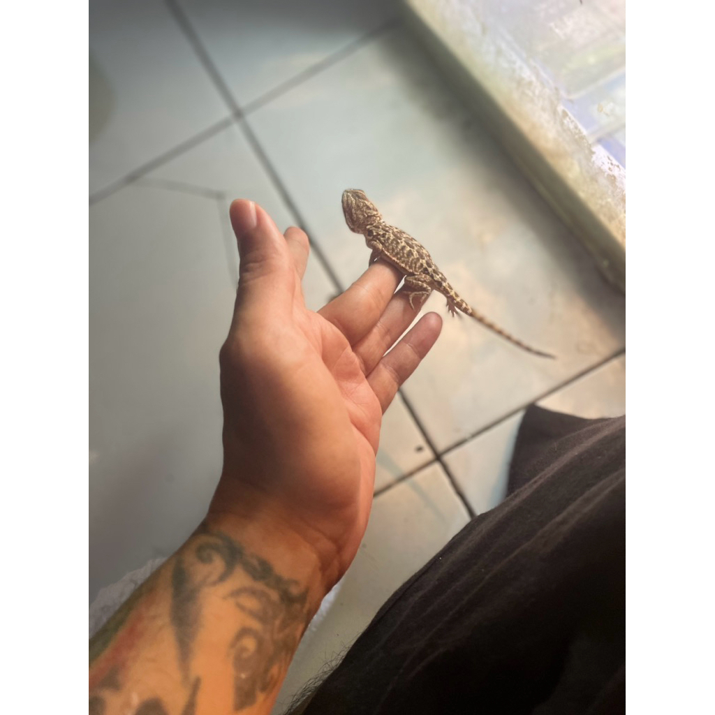 bearded dragon