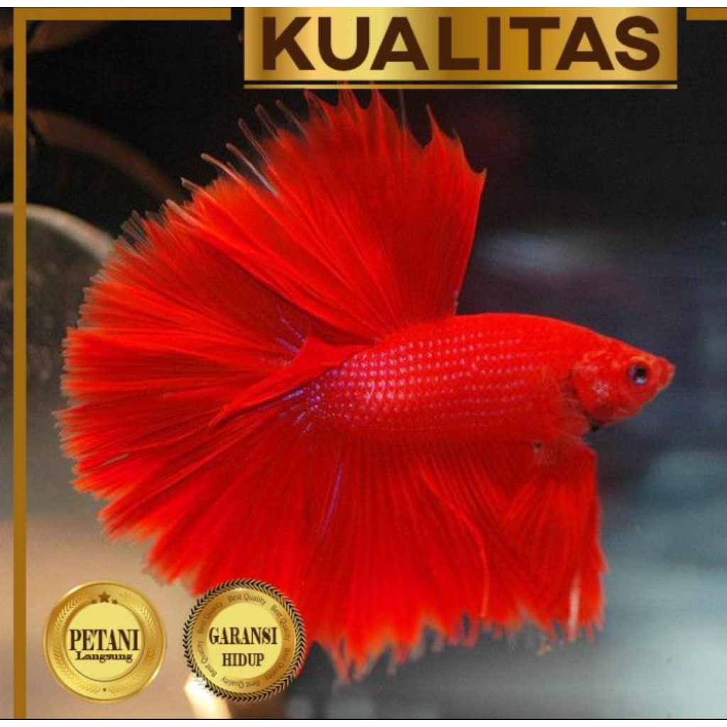 Cupang Halfmoon Super Red
