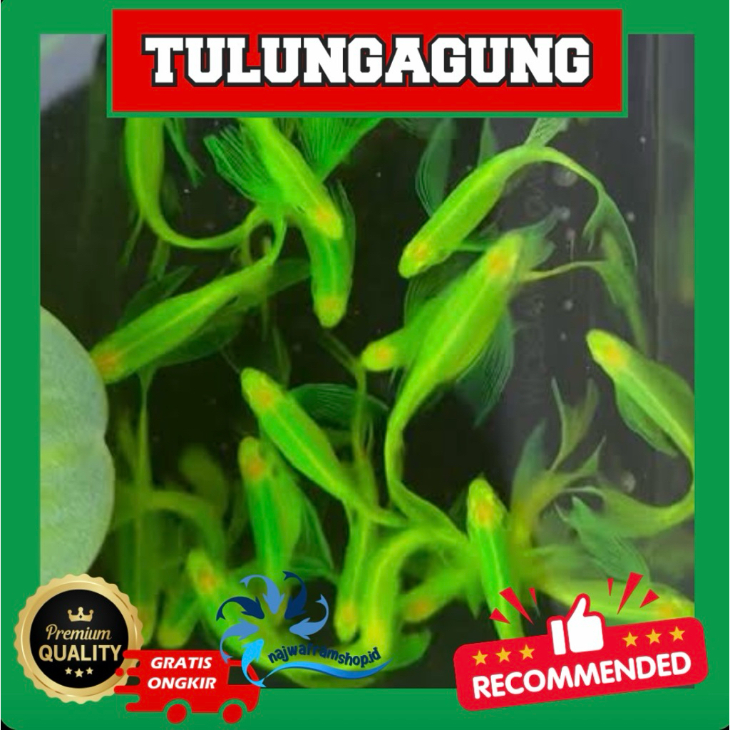 HIASAN AQUARIUM DANIO ZEBRA HIJAU APEL SLAYER 30 EKOR