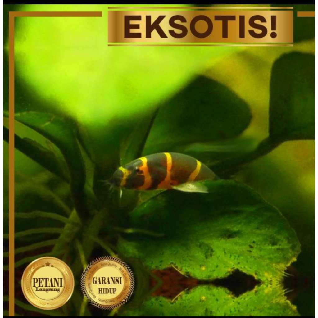 Kuhli Loach Ikan Hias Air Tawar Hiasan