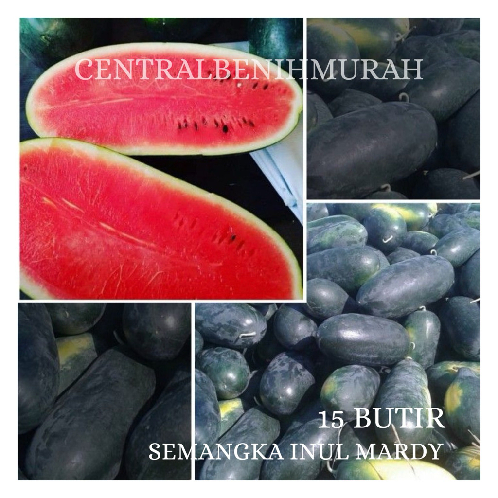 15 BUTIR BENIH TANAMAN SEMANGKA INUL MARDY