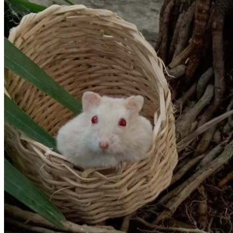 Promo Pasangan/ Sepasang Indukan Hamster Winter White