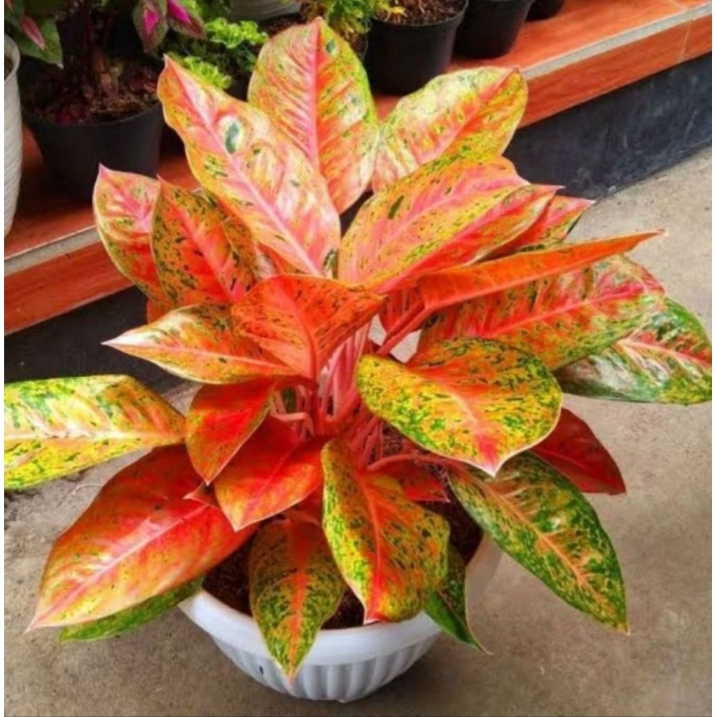Tanaman Aglonema Big Roy Jumbo – Daun Besar Pink Elegan | Tanaman Hias Indoor Premium