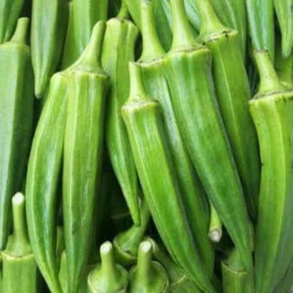 Benih sayuran okra hijau berbuah lebat isi 40 butir