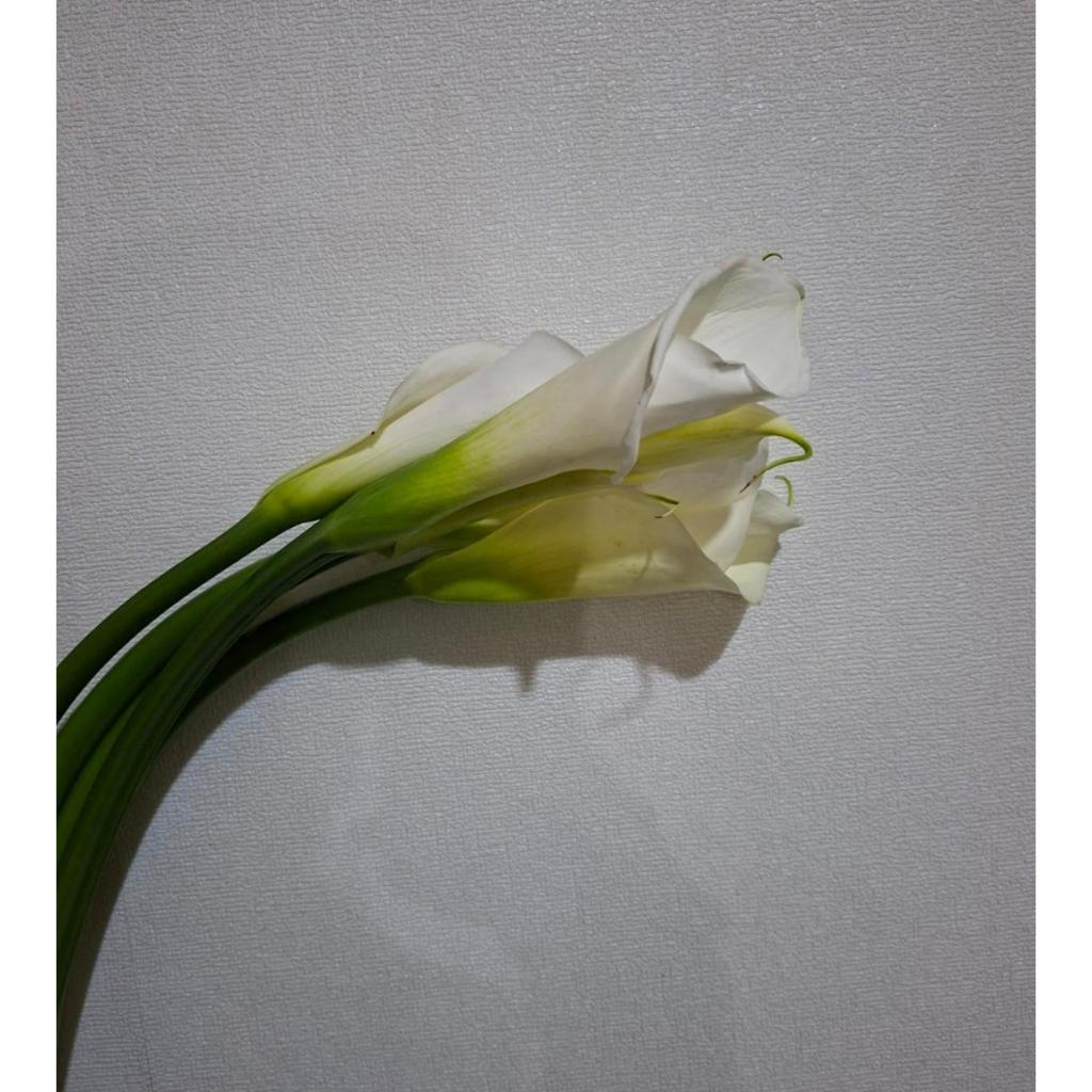 Bunga Potong Calla Lily Bunga Segar Fresh Flower