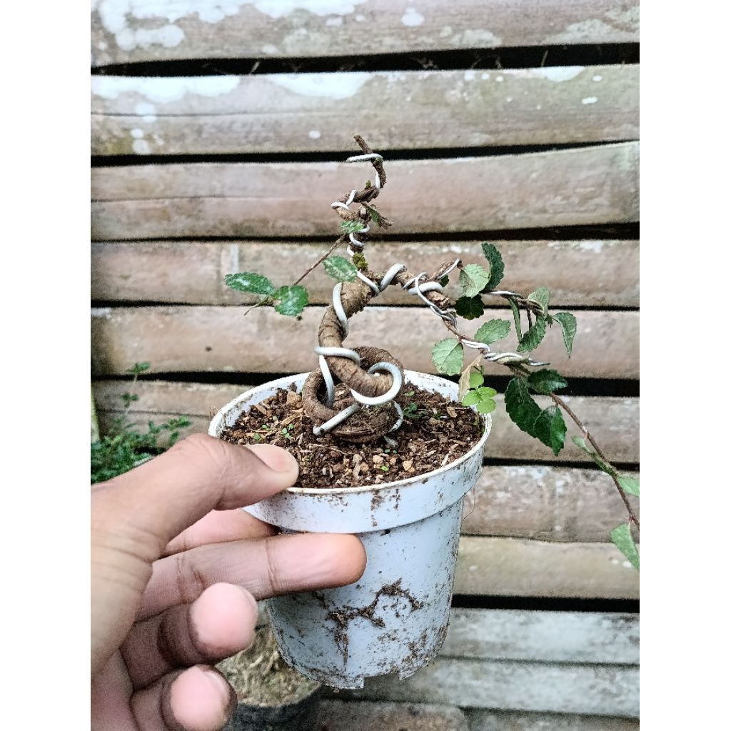 bahan bonsai ulmus mame