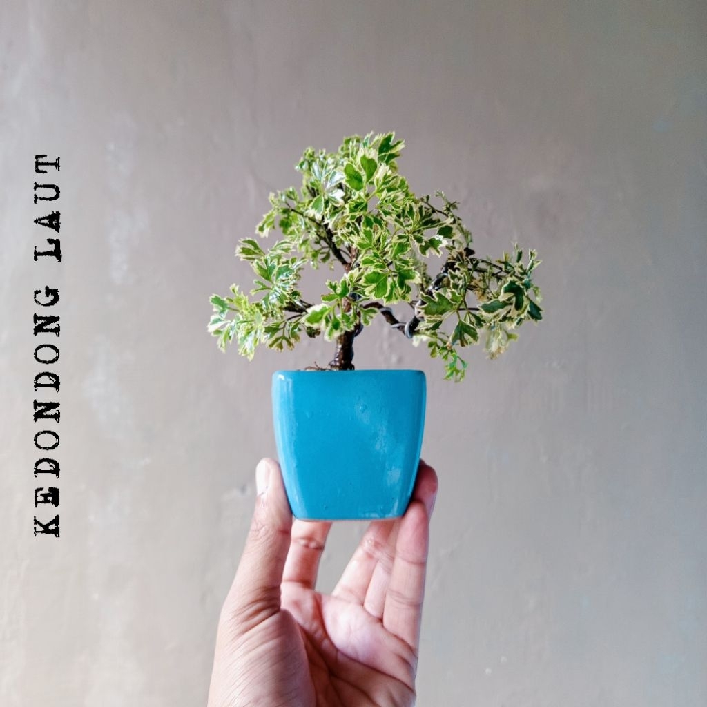 BONSAI KEDONDONG LAUT MINI DIKIRIM SESUAI FOTO