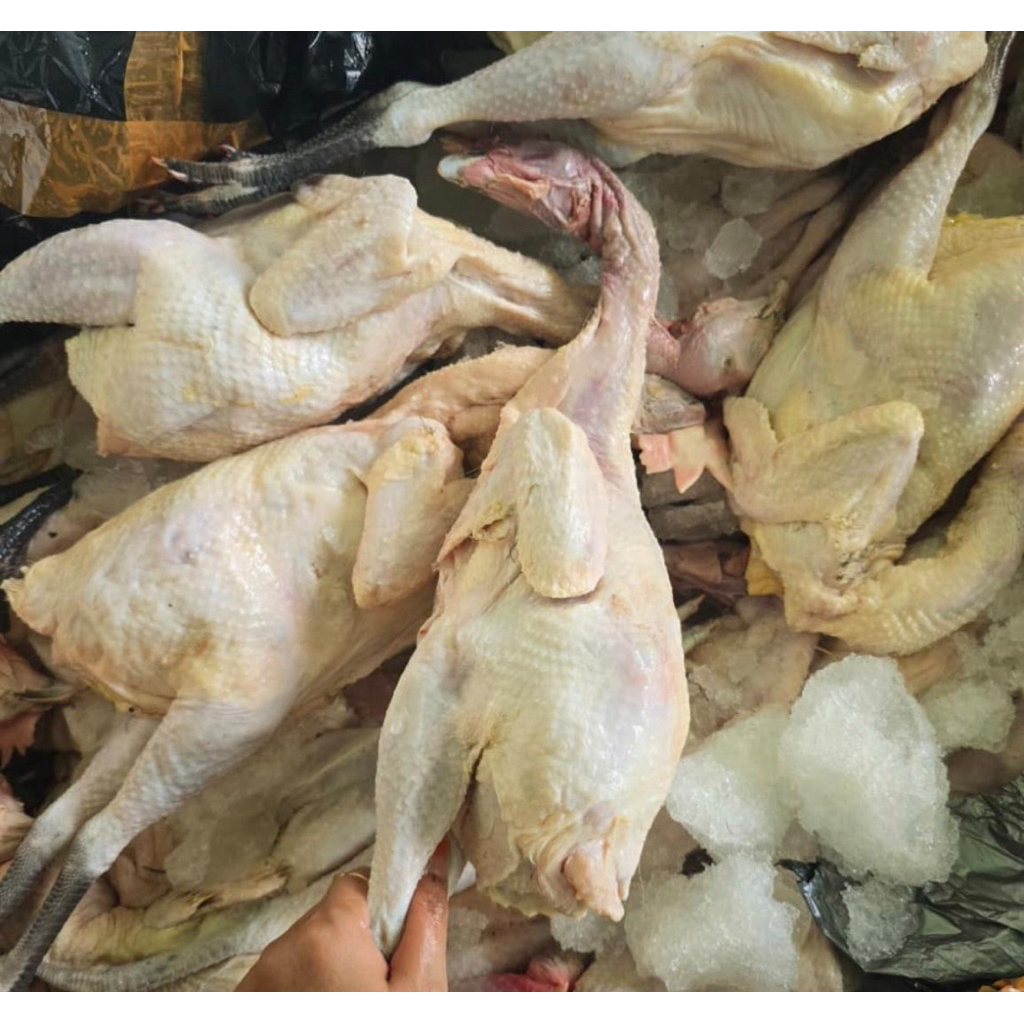 Ayam Kampung Utuh 1,5-1,6kg
