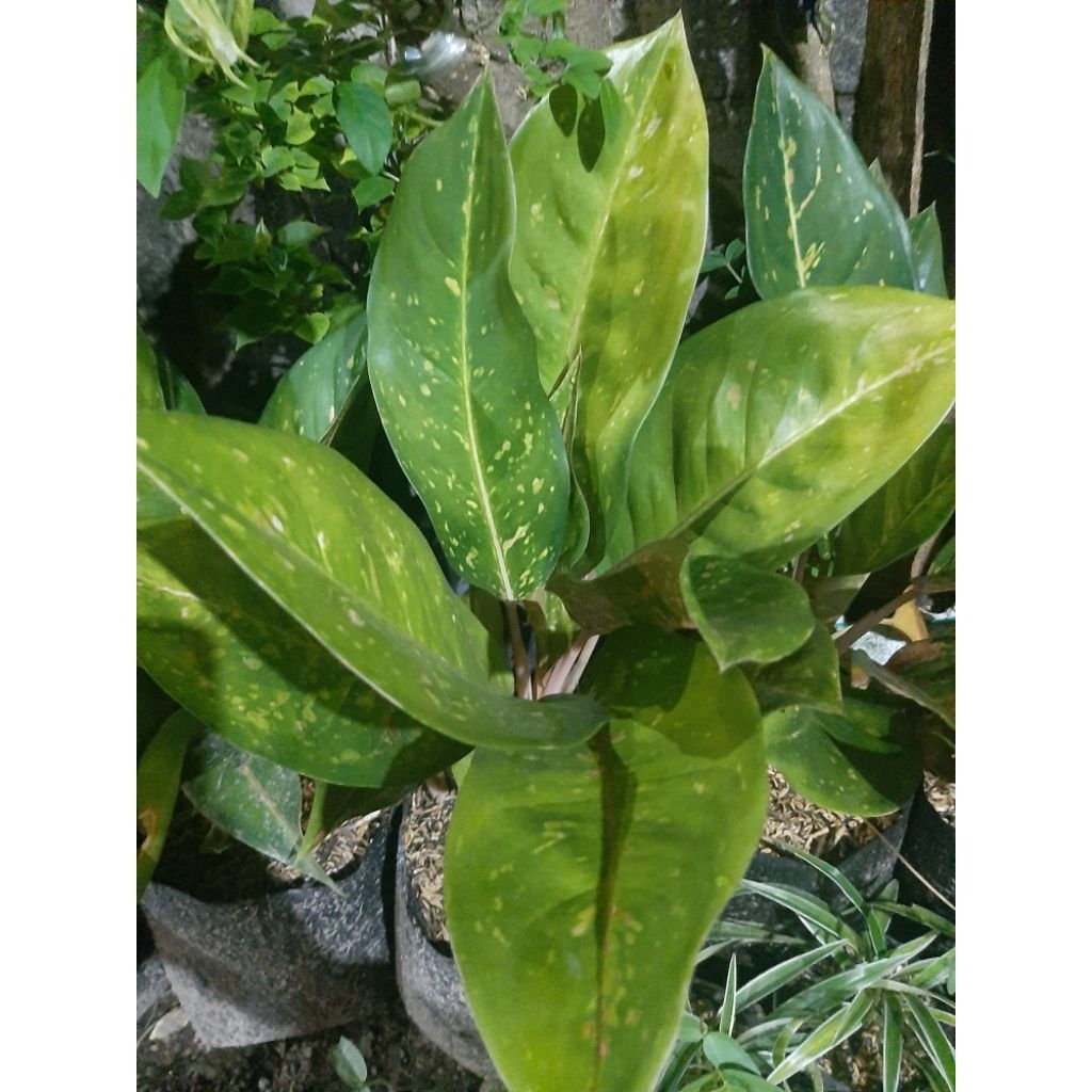 Aglonema Big Roy hijau- aglonema bigroy mutasi