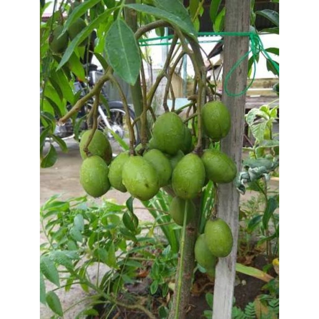 Kedondong mini tanpa biji 500 gram