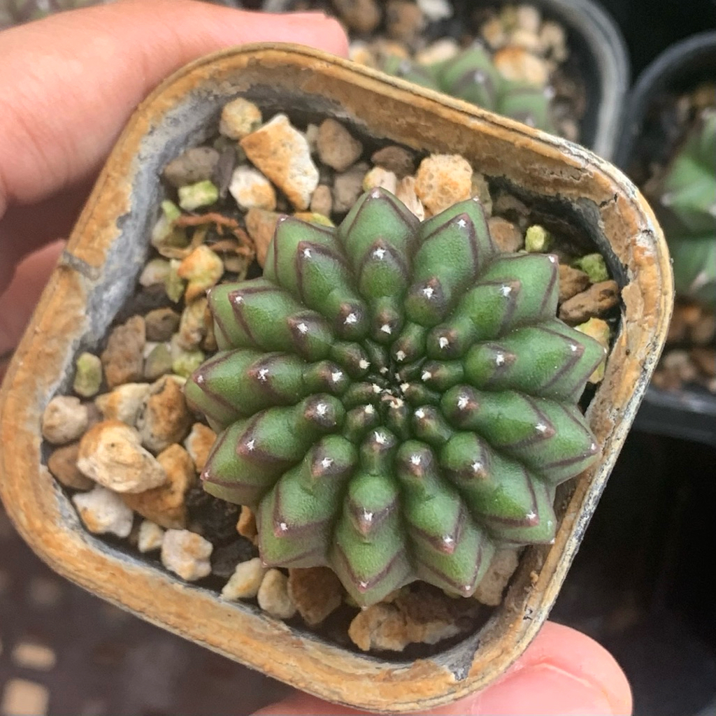 cc33 Gymnocalycium crested kristata inermis kaktus gymno pink var tipis orange miha 2178 ribs lb2178
