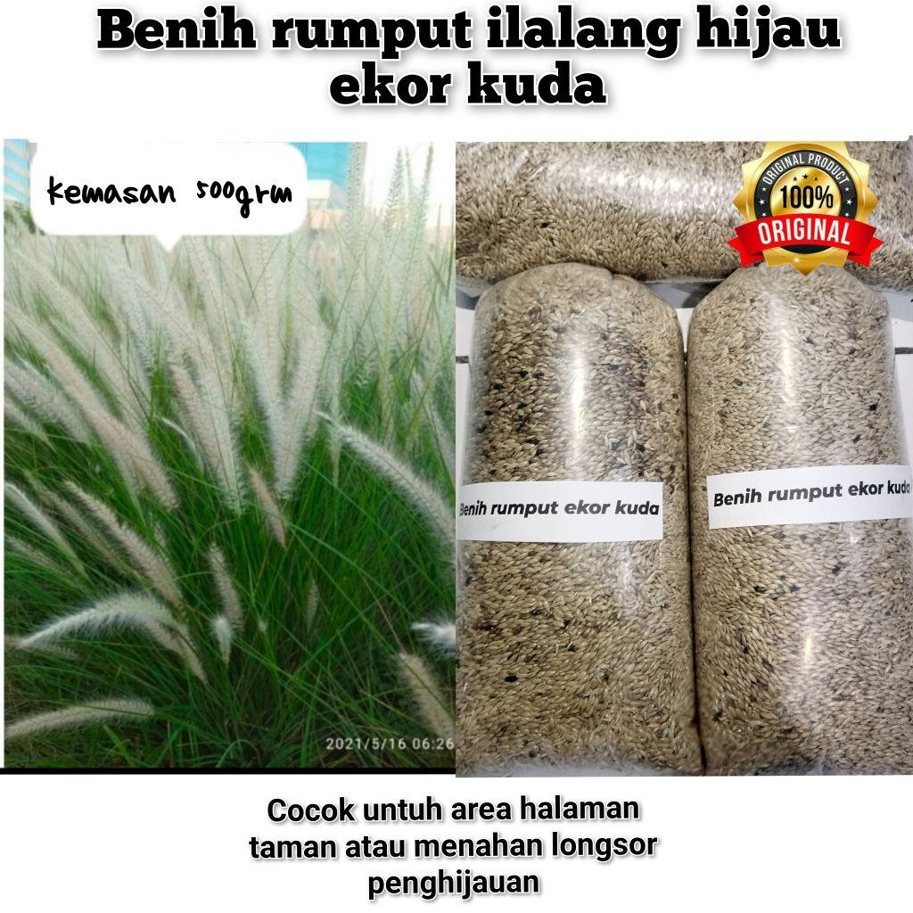 500gram benih rumput alang alang hijau ekor kuda/ilalang