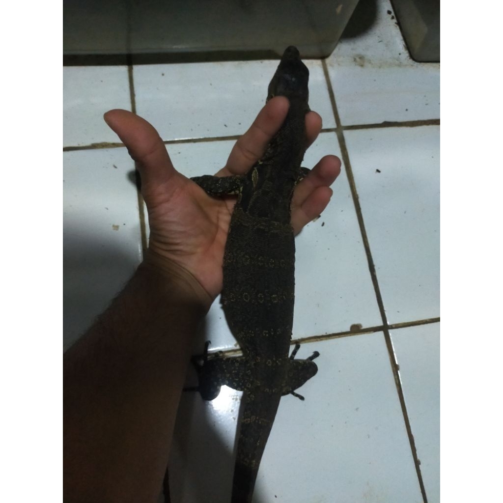 varanus salvator ~ biawak ~ size 60 cm