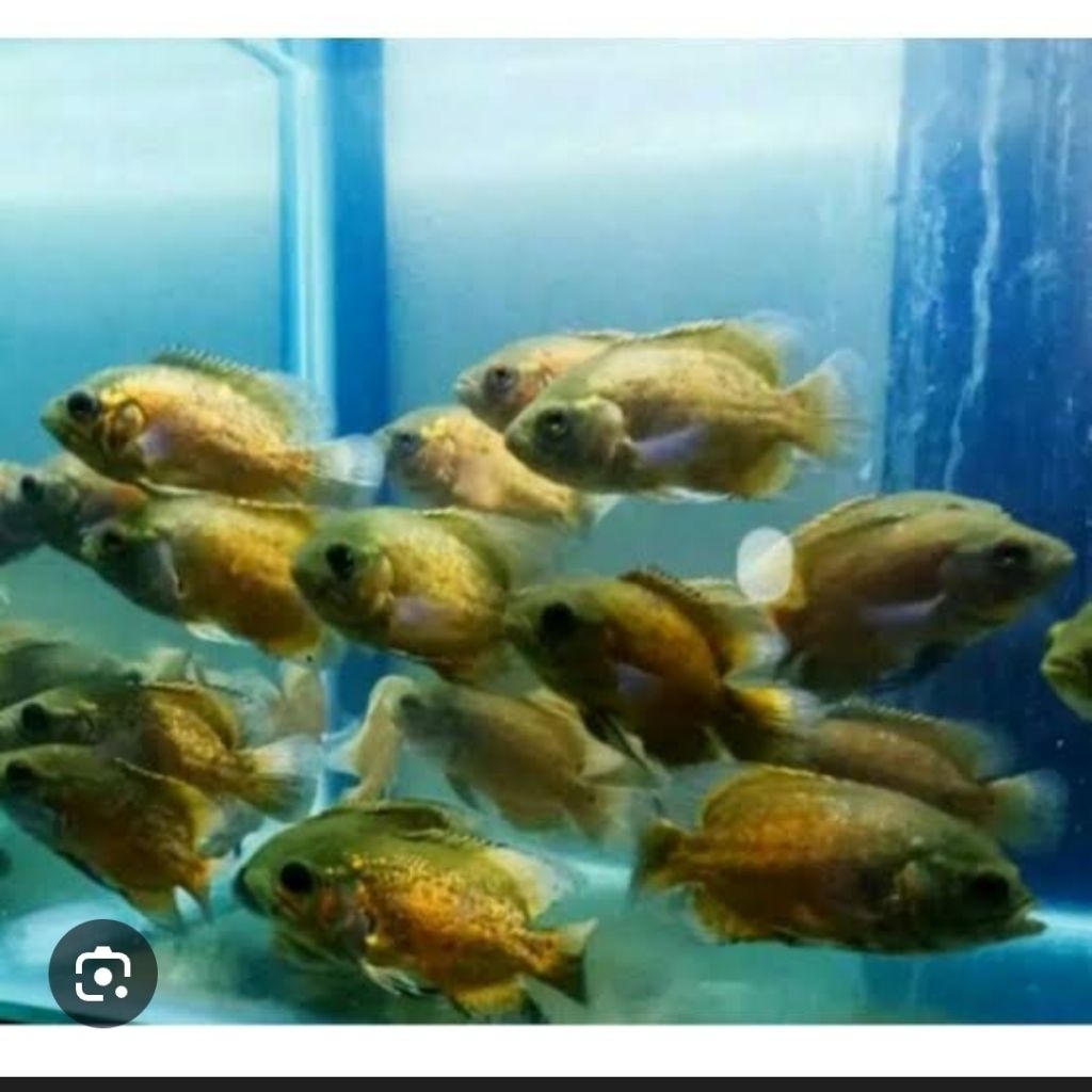 IKAN PREDATOR OSCAR TEMBAGA