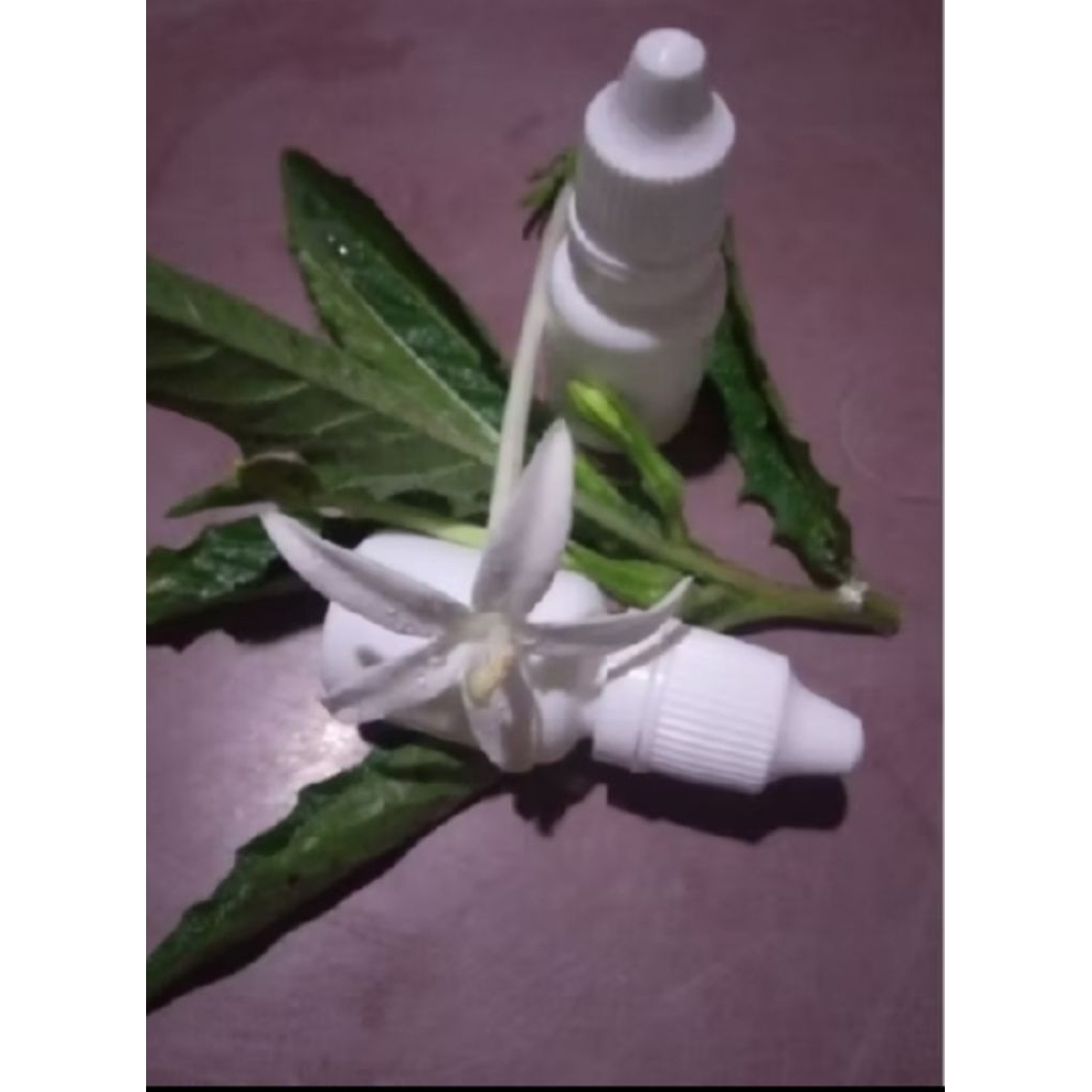 Tetes Mata Herbal Bunga Kitolod ( tetes mata untuk katarak dll )