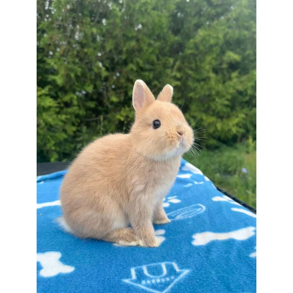 KELINCI HIAS NETHERLAND DWARF