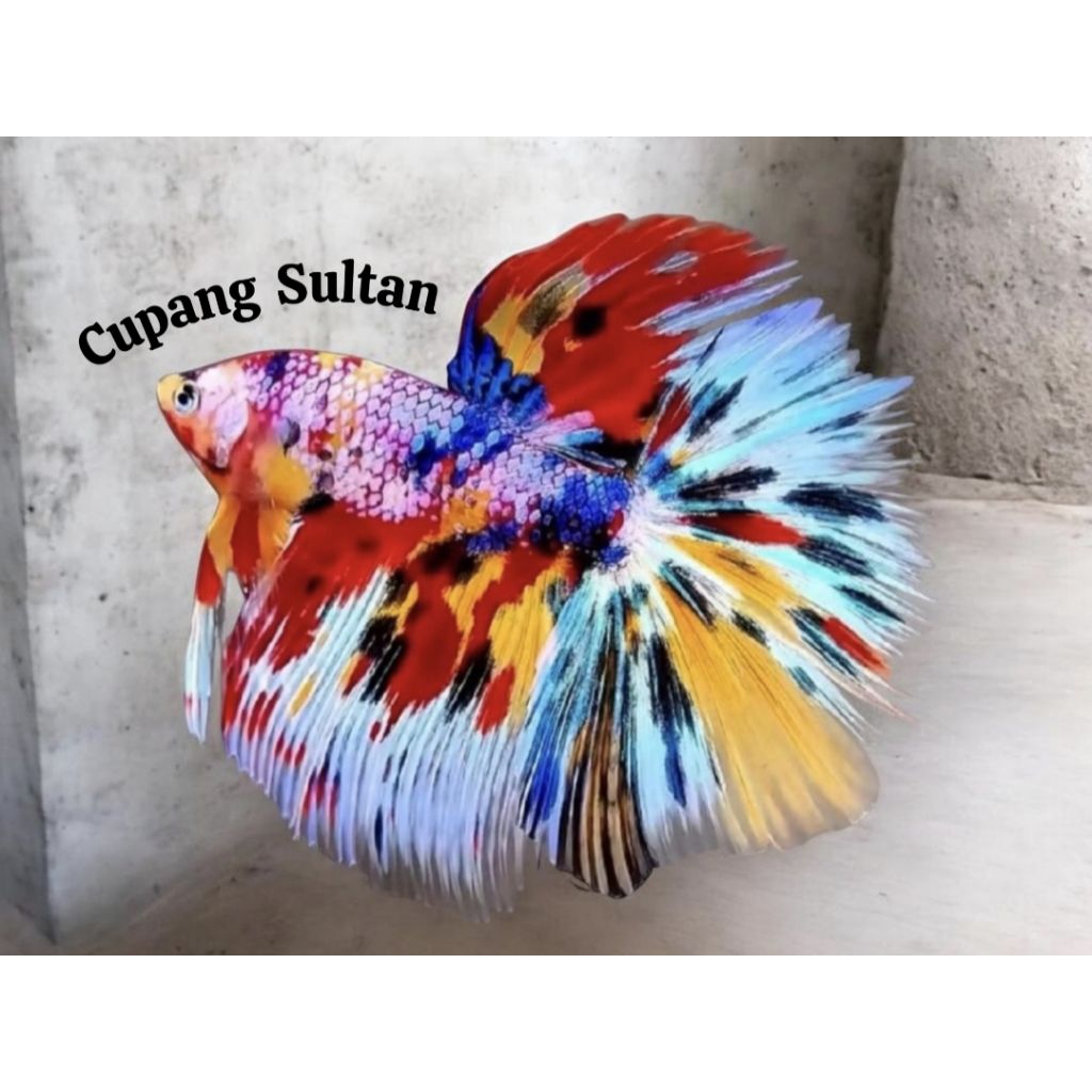 Halfmoon multicolor grade A