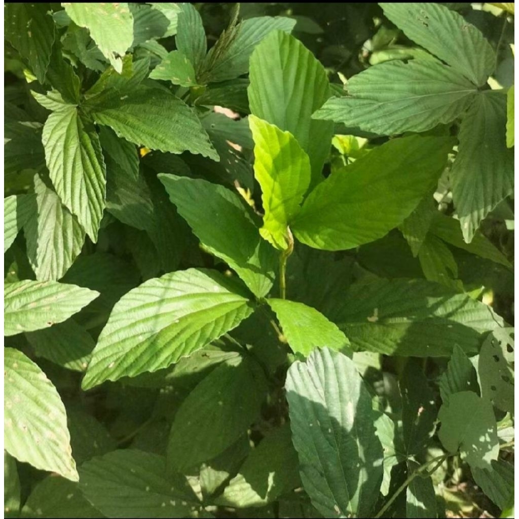 Bibit tanaman herbal daun opo opo, bibit tanaman opo opo