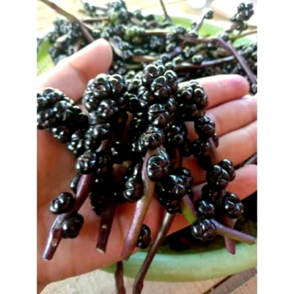 Buah binahong/buah angkung segar