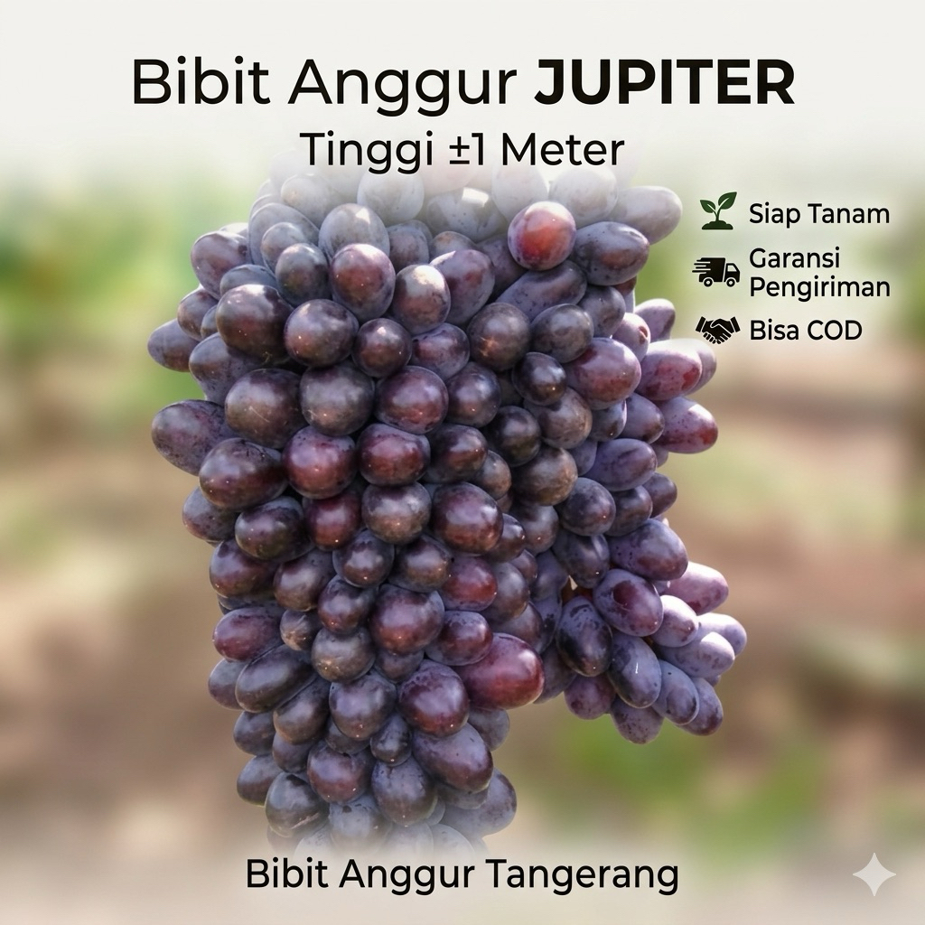 Bibit Anggur Jupiter Import Tinggi 1 Meter Siap Tanam – Garansi Pengiriman – Bisa COD