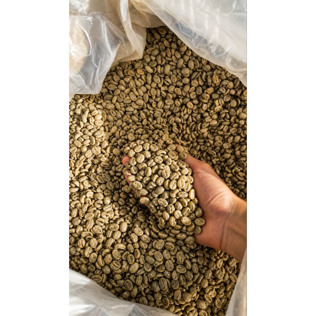 1Kg Biji Kopi Hijau Arabika Gayo Lues - 100% Murni, Full Wash, Kualitas Eksport