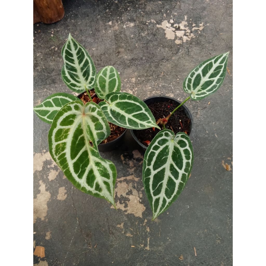 Anthurium red Tiger bundle 2 pcs