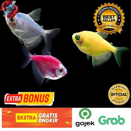 Ikan Hias Glow fish   - Warna-Warni,   1 EKOR