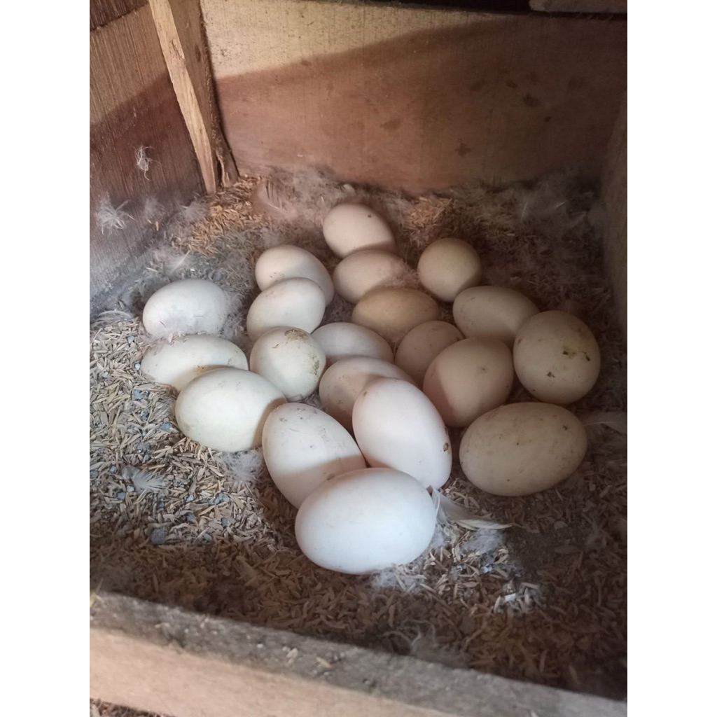 telur mentok jumbo
