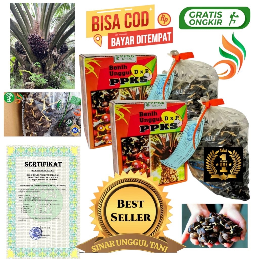 Bibit benih kecambah sawit Unggul PPKS 239 + Bersertifikat resmi isi 250 butir